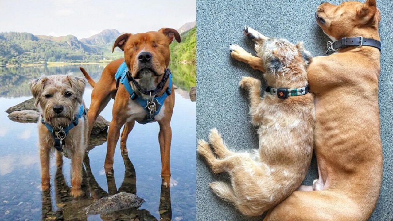 Cane cieco di nome Amstaff  decide di affidarsi per sempre a un altro cagnolino che diventa il suo miglior amico