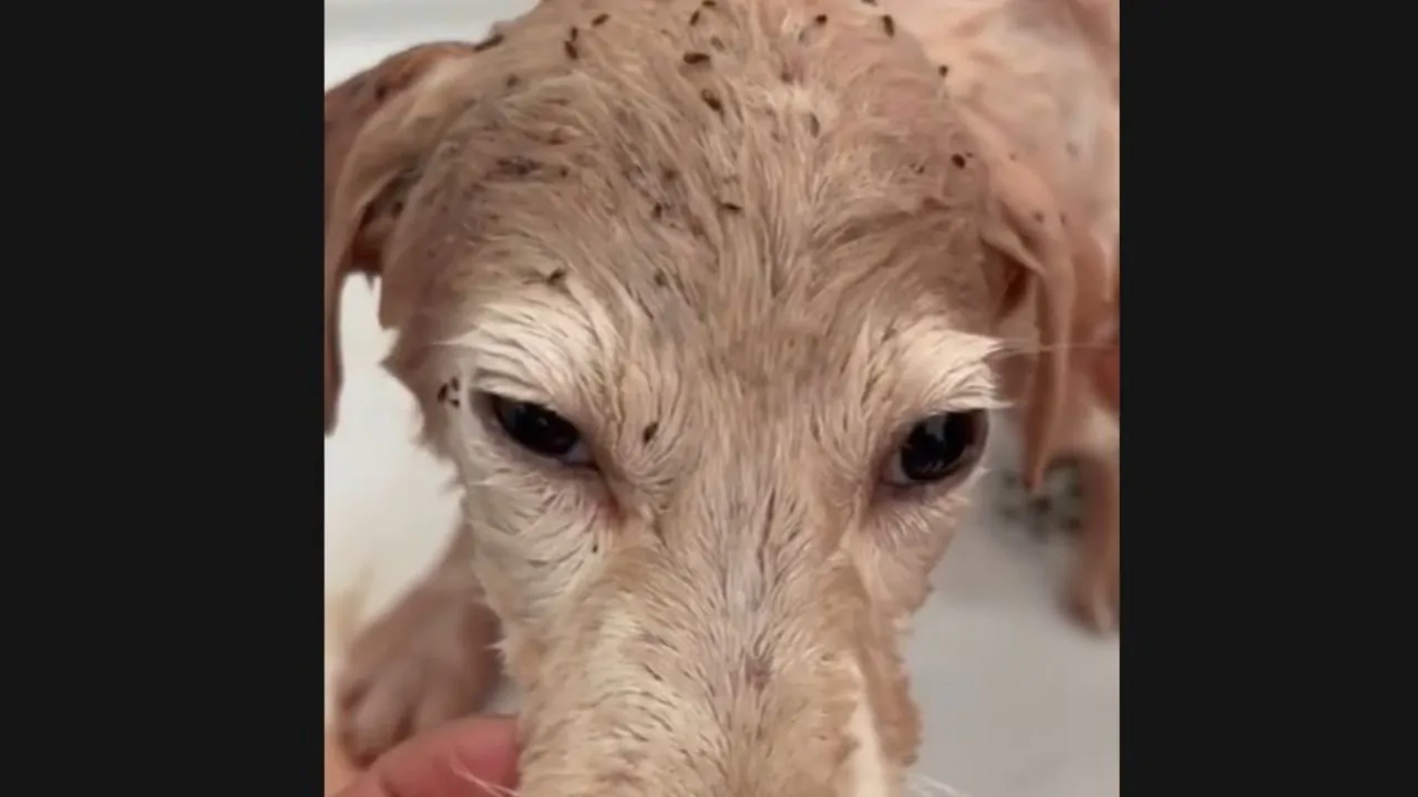 Cagnolina abbandonata sotto il sole cocente, piena di pulci, adesso merita una famiglia che la ami