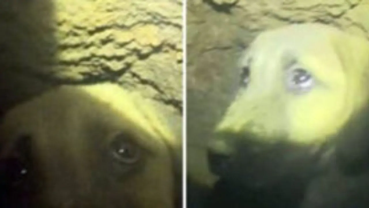 Cucciolo  intrappolato a 200 metri profondità, i soccorritori hanno deciso però di non arrendersi