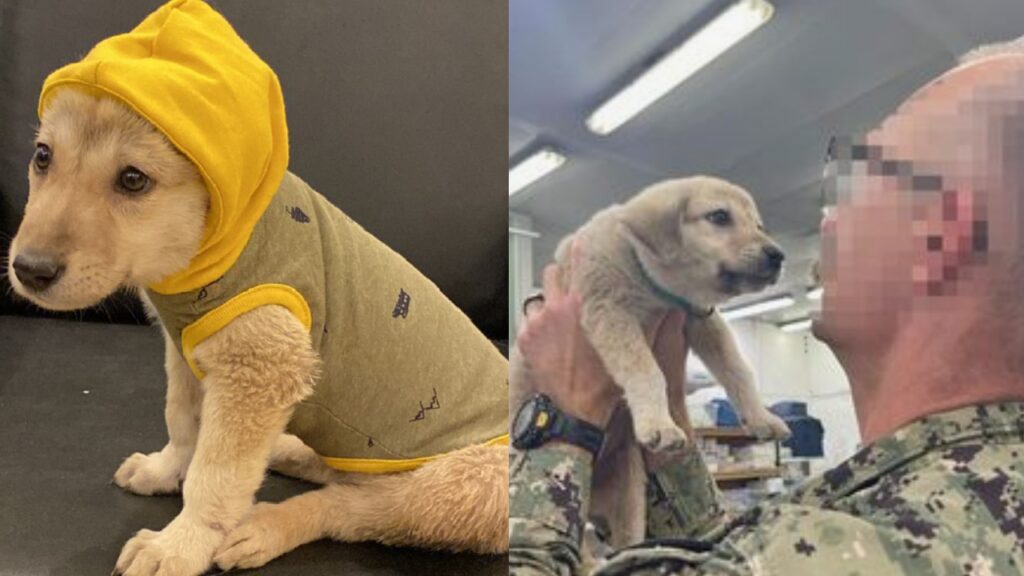 Cucciolo randagio, dopo essere sempre stato solo, viene adottato da un eroe di guerra su una base navale