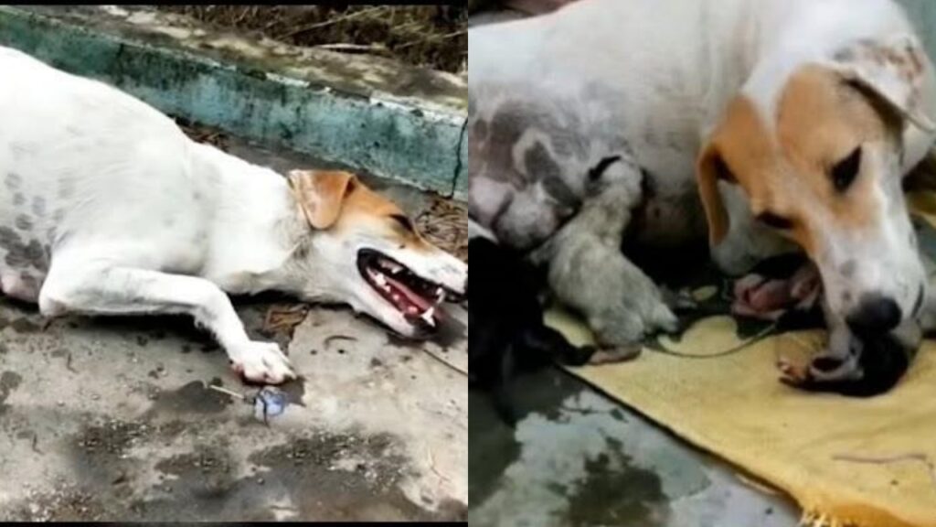 Cagnolina incinta, agonizzante e senza energia, viene salvata dai volontari pochi istanti prima che morisse