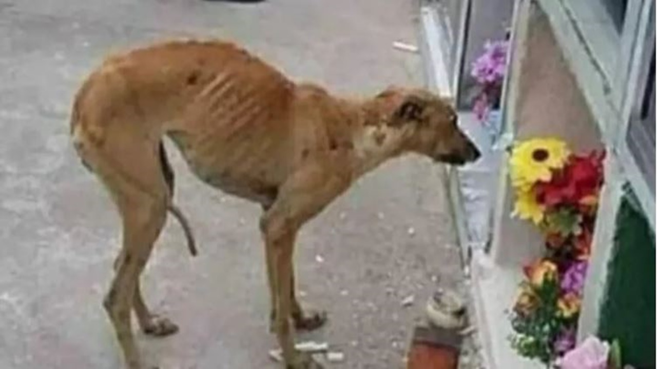 L’amore che non svanisce anche dopo la morte, un cagnolino ogni giorno si reca alla tomba del padrone