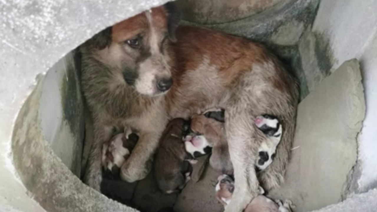 Cagnolina difende in tutti i modi i suoi cuccioli e lotta con tutte le sue forze per mantenerle in vita