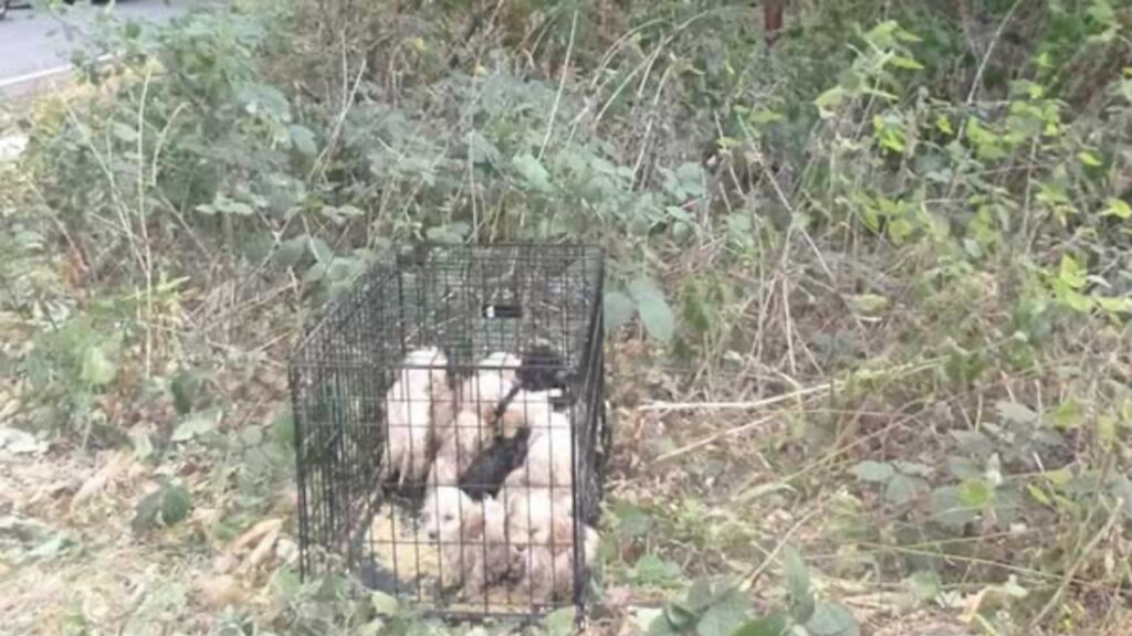 10 cuccioli abbandonati in una gabbia prossimi a un triste destino, salvati da un ragazzo da un cuore d’oro