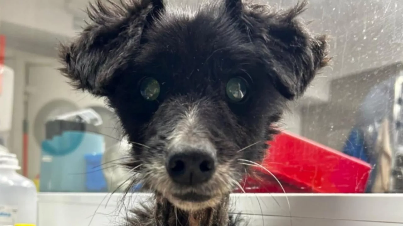 Trovano un cane per strada moribondo e decidono di fargli per sempre cambiare vita