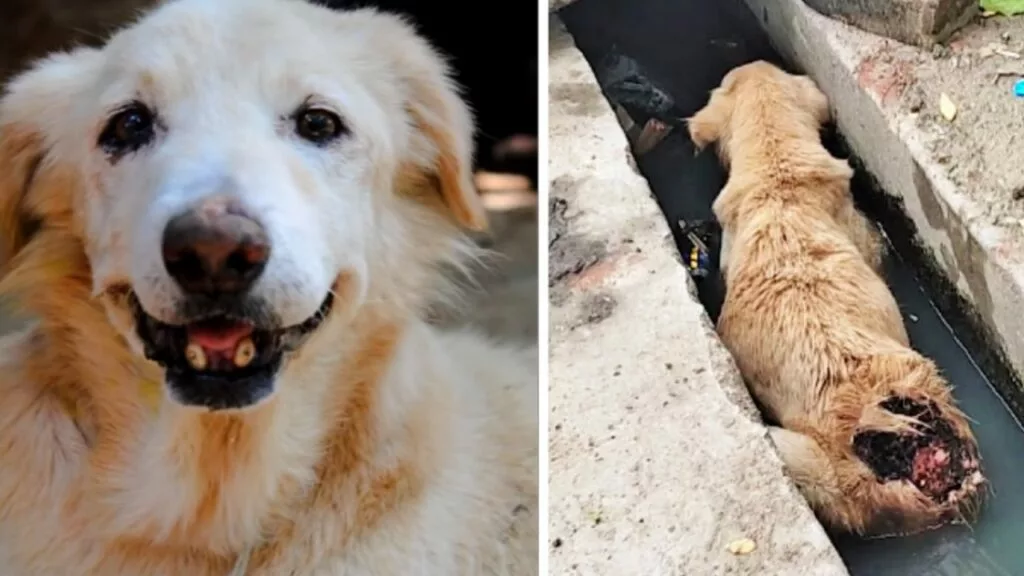 Cane anziano in fin di vita, con gravi ferite alle zampe, trovato in uno scarico della fogna