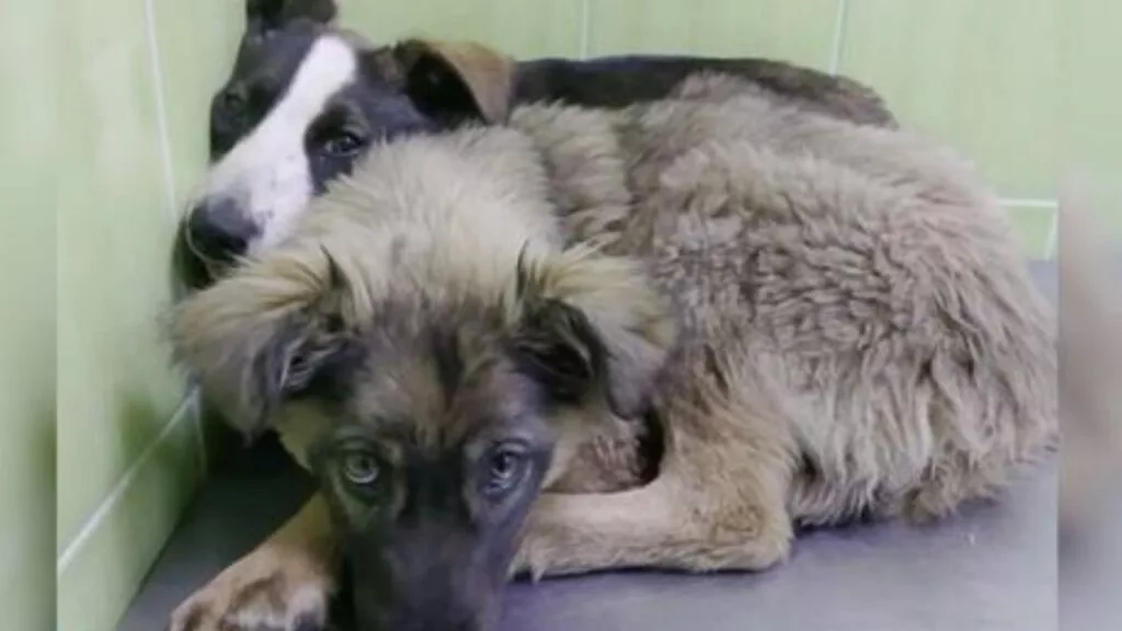 Due cuccioli impauriti, abbandonati in autostrada senza che nessuno li soccorresse, poi il miracolo