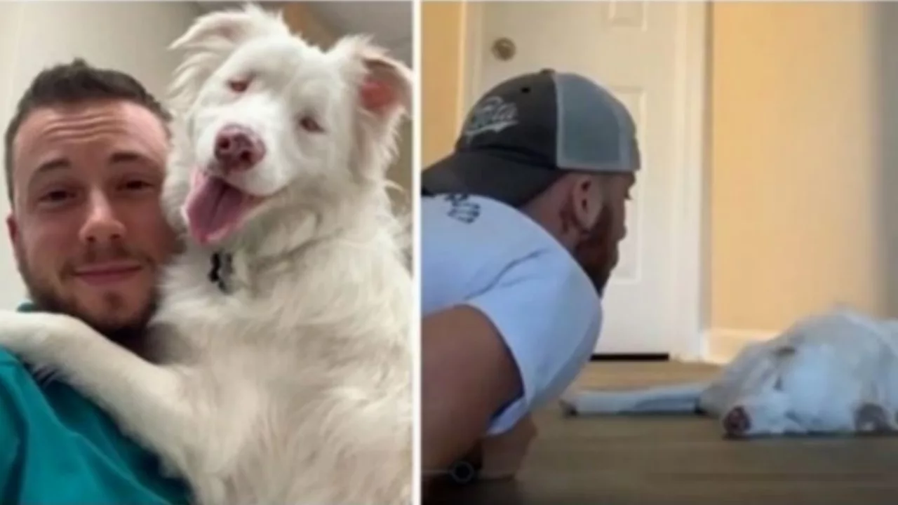 Cagnolino meticcio sordo e cieco, vive una vita magnifica grazie a una famiglia amorevole
