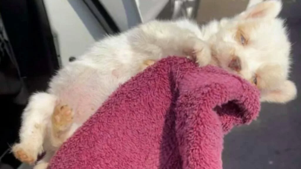 Cagnolino di pochi giorni lasciato per strada sotto il sole rovente, stava per morire quando è arrivato un angelo