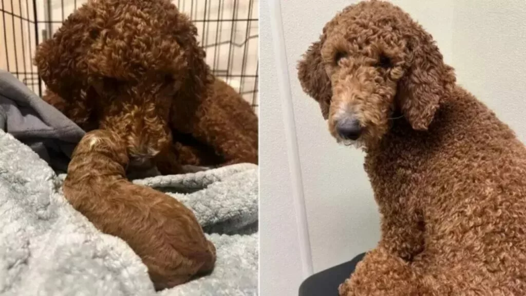 Una bellissima sorpresa, si sveglia durante la notte e trova una dolce sorpresa, la sua cagnolina aveva partorito