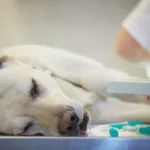 Cane portato in clinica per l’eutanasia, la veterinaria dice no