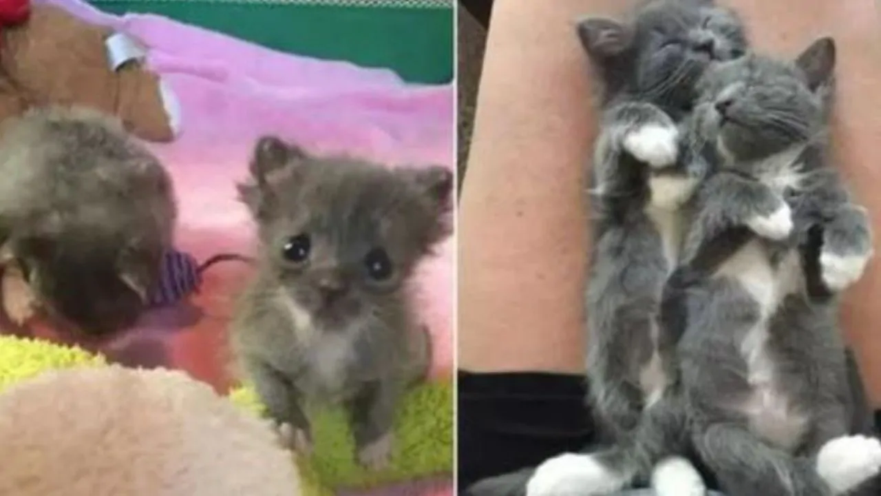 Una famiglia trova due gattini sulla loro nuova barca. Dopo cure in un rifugio, decidono di adottarli, rendendo la barca una casa affettuosa per Pistachio e Raisin.