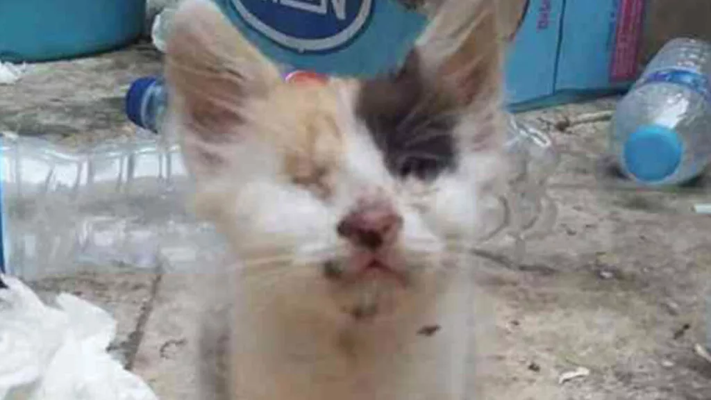 Un gattino malato e cieco è stato salvato da un giovane infermiere dal grande cuore