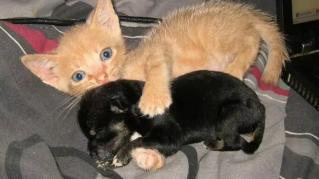 Come due fratellini, un gattino abbandonato e un cucciolo orfano appena nato vengono adottati insieme