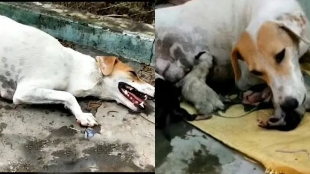 Volontari salvano appena in tempo una mamma cane dalla sicura morte
