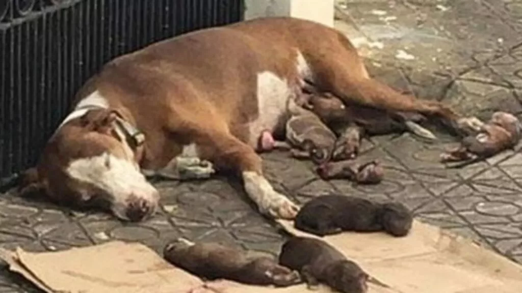 Cagnolina partorisce per strada i suoi cuccioli, era stata abbandonata quando era iniziato il travaglio