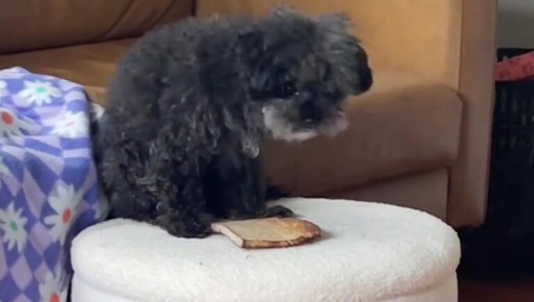 Elizabeth Hornswoggle ha scoperto per caso l'inusuale amicizia tra la sua cagnolina Winnie e una fetta di pane tostato, diventata per l'animale un caro oggetto da portare ovunque con sé.