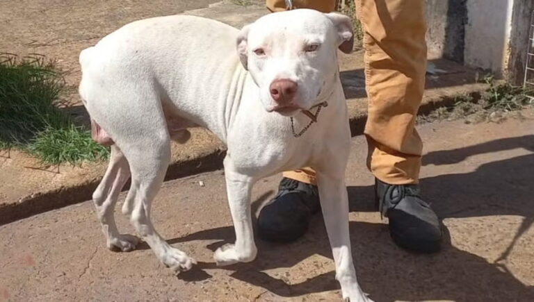 Questo è il racconto di Thor, un cane amatissimo che ha salvato la sua famiglia da un incendio domestico a Ribeirão Preto, in Brasile, ed è poi stato ritrovato dopo giorni di ricerca.