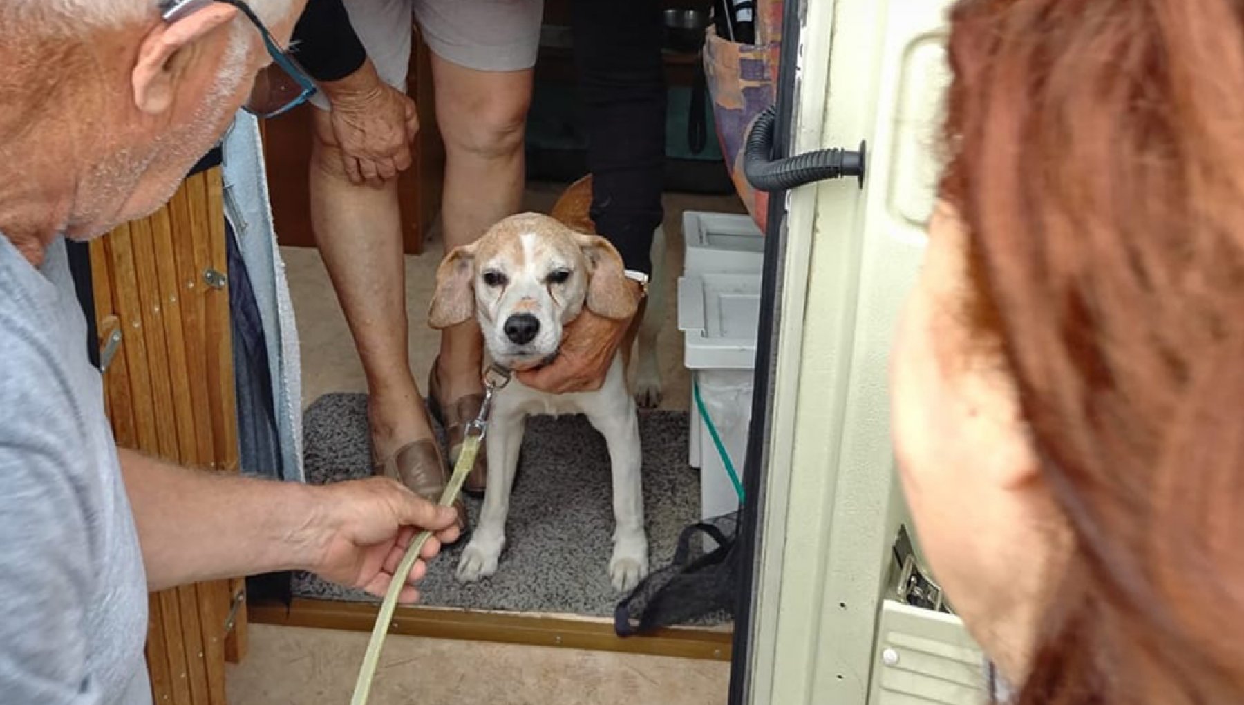 Il viaggio straordinario di Silou, Beagle di 16 anni, da Torre del Greco al quartiere napoletano di Ponticelli e come una volontaria gli ha permesso di tornare da suoi proprietari in Francia.