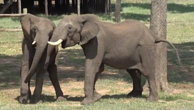 Gli elefanti africani cambiano il modo in cui si salutano a seconda delle circostanze, ricordando molto le formalità umane. Questi saluti includono anche un'usanza insolita di mischiare i loro odori.