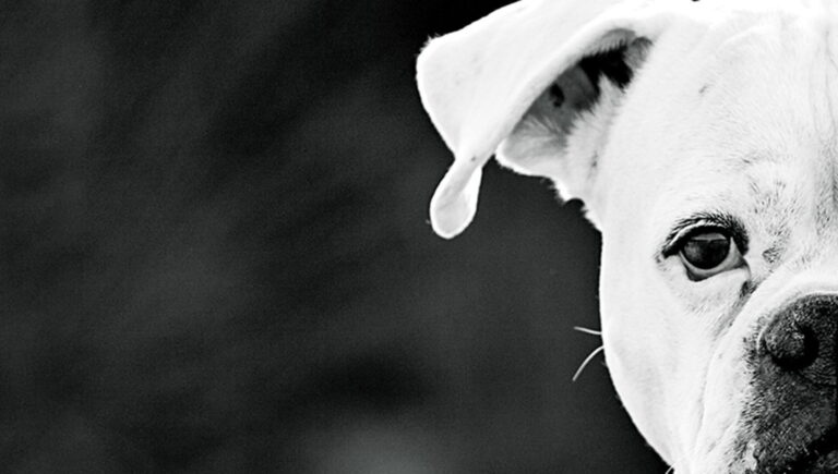 Nonostante le difficoltà all'inizio della sua vita dovute al suo stato di albina e cieca, una cucciola di Boxer femmina di nome Alba sconvolge le aspettative e crea un legame profondo con i suoi umani.