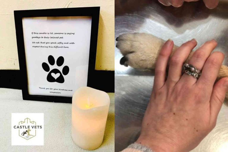 Decifrando il simbolico gesto della candela: una segnalazione per il veterano per favorire il rispetto durante il triste addio ad un animale da compagnia.