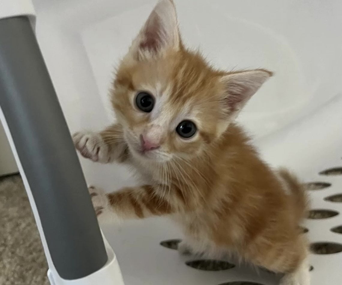 Gattina intrappolato nel soffitto, le sue grida disperate la salvano