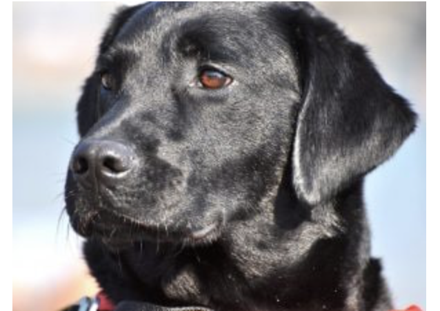 Lieto fine per Elias, il cane ignorato dai passanti nel suo box