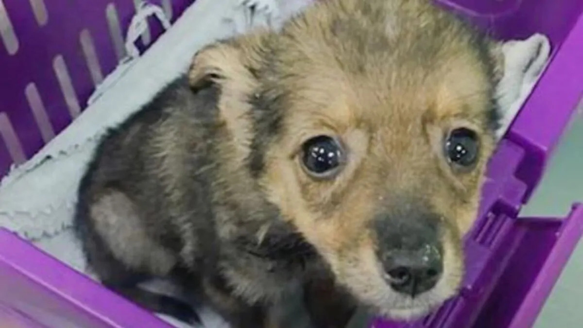 Motociclista ritrova il suo cane scomparso da tre anni sul marciapiede