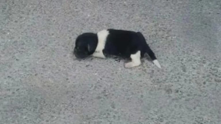 Un cucciolo di cane, rimasto orfano e abbandonato sul ciglio di una strada, viene salvato e trova una nuova famiglia grazie all'intervento di volontari.