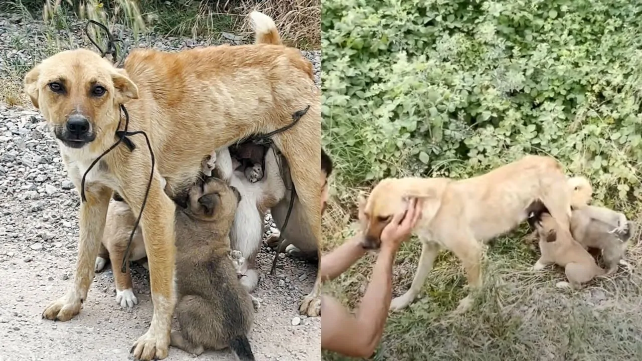 Mamma cane legata e abbandonata nel bosco con i suoi cuccioli, incredulità dei soccorritori