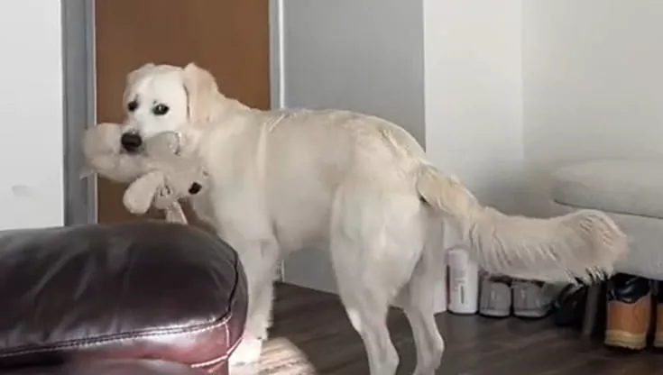 Il rituale di Romeo ogni giorno alle 17: il Golden Retriever che commuove tutti