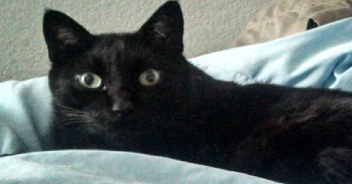 Tosse nei gatti: le principali cause e come intervenire