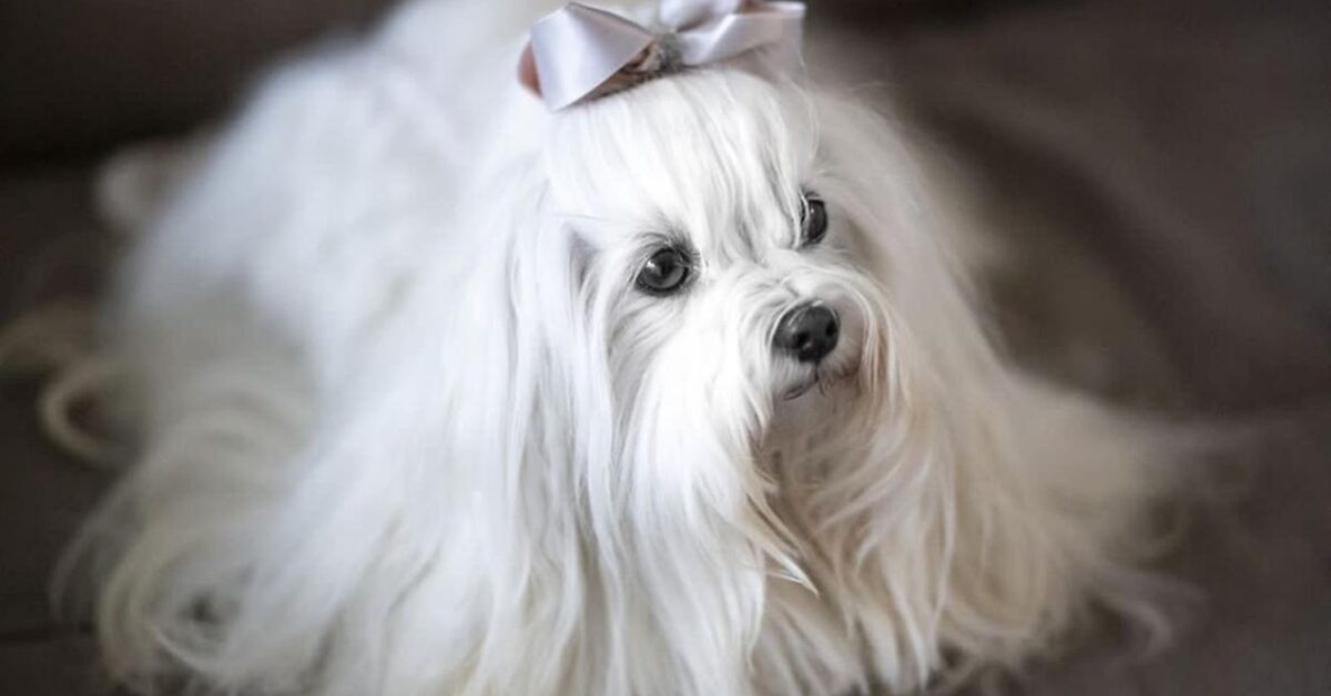 Cane influencer ispira la creazione di una nuova azienda di bellezza
