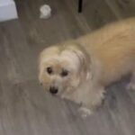 Leo ignorato per un anno, poi una coppia sceglie il cane anziano