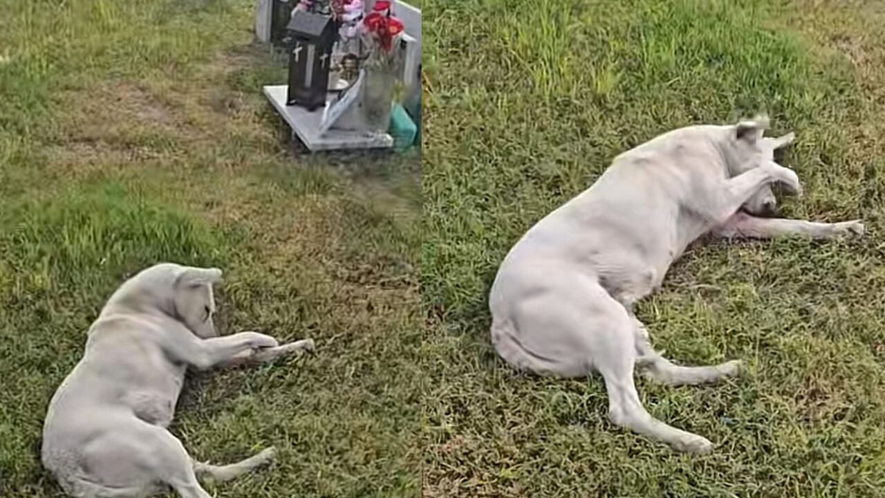 “Legame eterno”, Castel Volturno, il video del cane attende ogni giorno il suo padrone al cimitero commuove il web