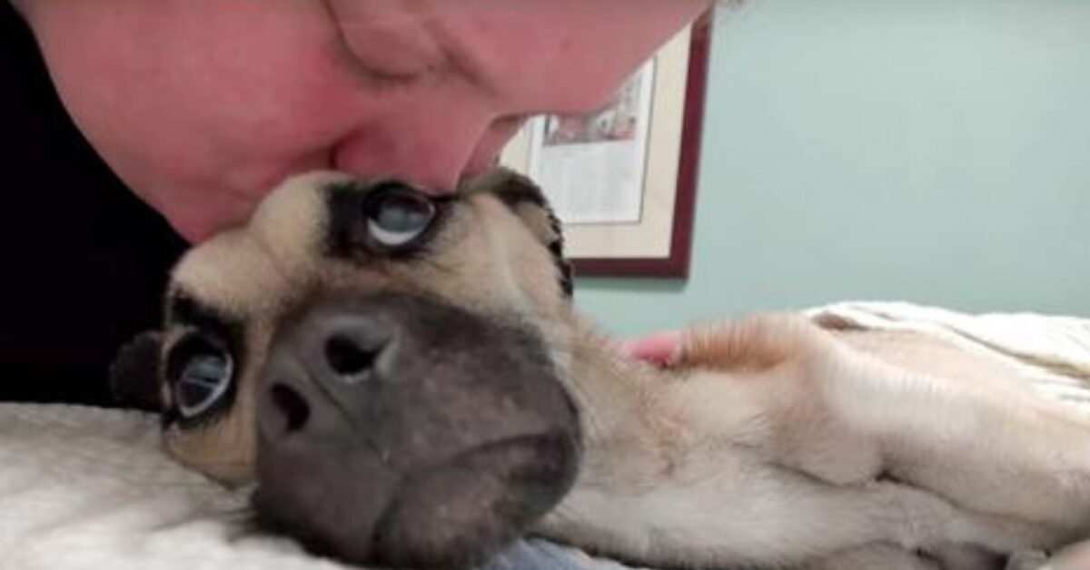 Cane maltrattato ritrova la speranza grazie ai suoi soccorritori