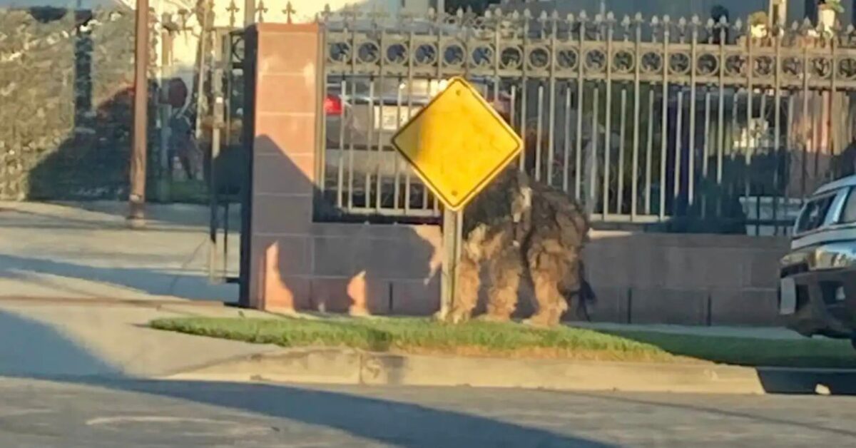 Salvataggio yempestivo di un cane abbandonato grazie a una rete di volontari”
