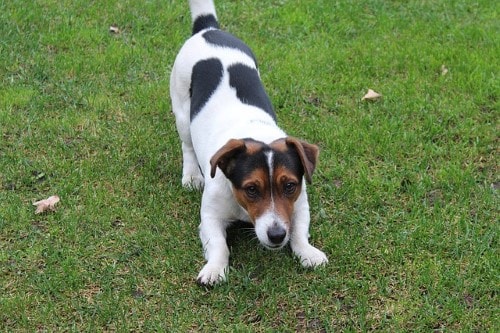 Harrison, cucciolo simil Jack Russell, cerca casa