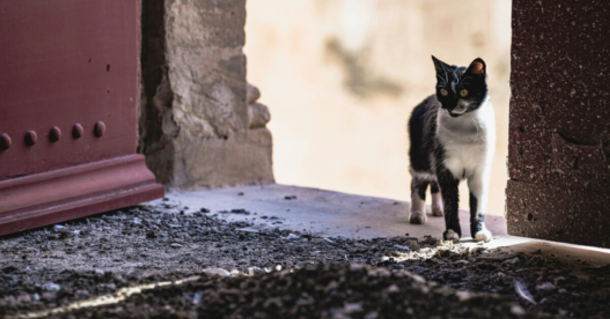 Ecco cosa significa sognare di allontanare gatti dalla propria casa: interpretazioni e simboli