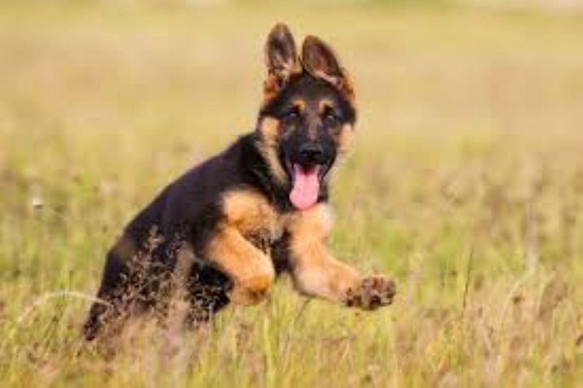 Aiutare il cane a riadattarsi dopo le vacanze: strategie per un rientro sereno