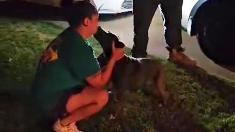 Dopo due anni di misteriosa assenza, Andora, una Pit Bull dal manto grigio-brunastro, è finalmente tornata tra le braccia della sua famiglia.