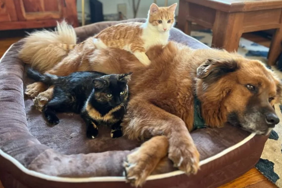 La storia di Diesel, un Chow Chow mix di 12 anni, e la difficile decisione della sua proprietaria Liz O’Connell per alleviare la sua sofferenza.