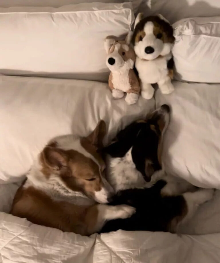 Christina Le, colpita dalla perdita del suo Corgi Brady, decide di non pulire i vetri della sua auto per preservare le ultime impronte del suo amato cane.