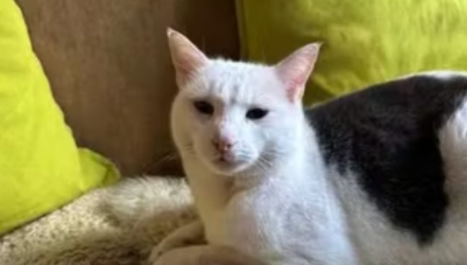 Yago, il gatto che ha sfidato tutto, fuggendo 13 volte per tornare alla sua casa del cuore