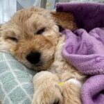 Grazie all’amore e alla dedizione di un veterinario, Toby, un cucciolo condannato a un destino crudele, ha trovato una nuova vita e porta felicità a tutti.