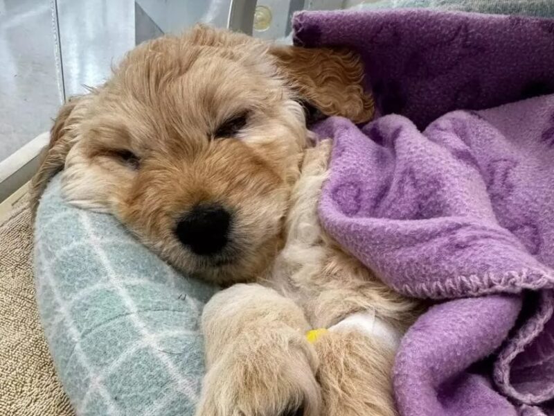 Grazie all’amore e alla dedizione di un veterinario, Toby, un cucciolo condannato a un destino crudele, ha trovato una nuova vita e porta felicità a tutti.