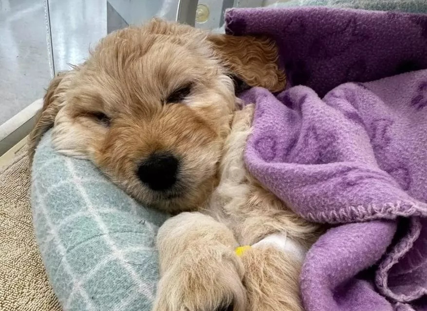 Toby, il cucciolo di sette settimane condannato alla soppressione dai proprietari, il veterinario si rifiuta e lo adotta