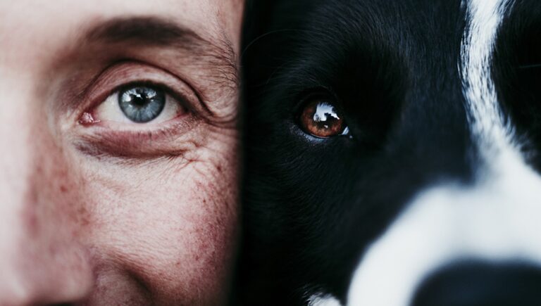 I cani non vedono in bianco e nero, ma percepiscono il mondo in modo diverso dagli esseri umani. Scopri come funziona la loro vista.