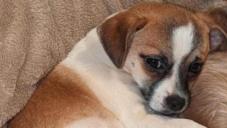 Se sei stressato, lo è anche il tuo cane